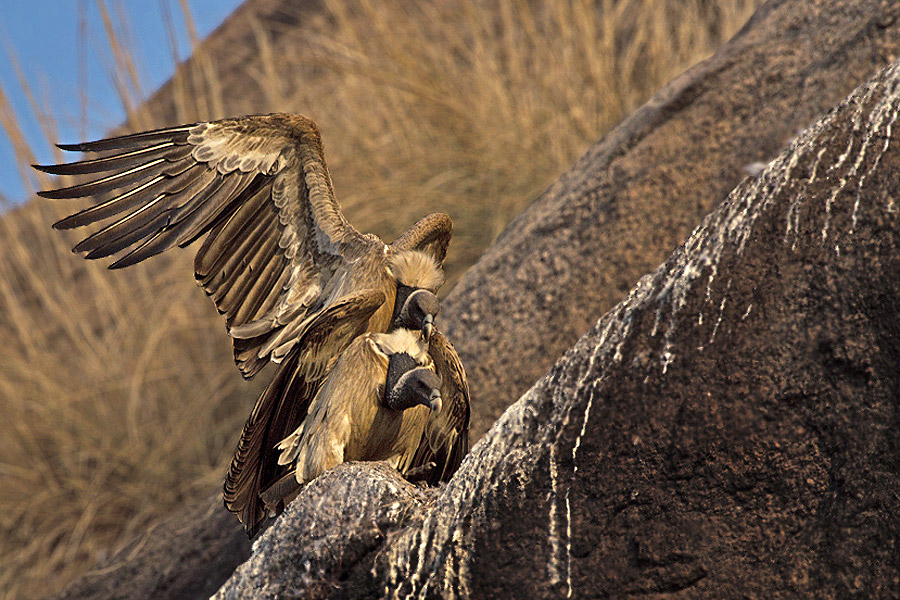 Long Billed Vultures Mating Ramanagaram Conservation India