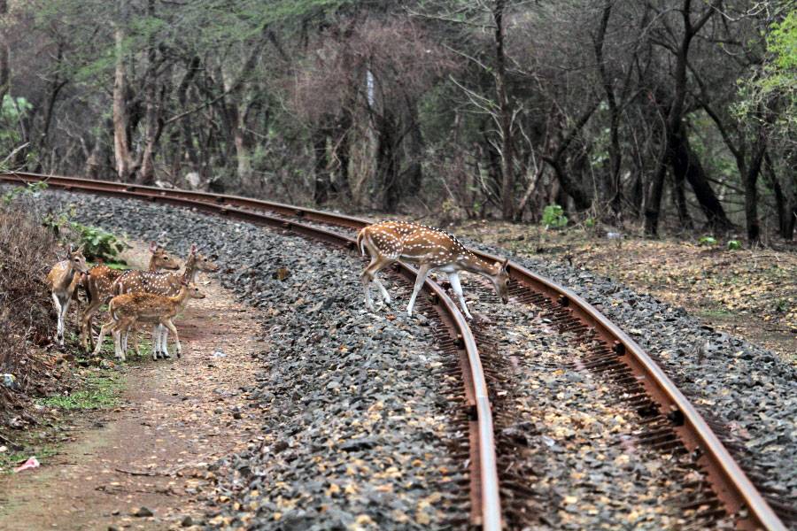 Dangers to Wildlife due to Railway Tracks | Conservation India