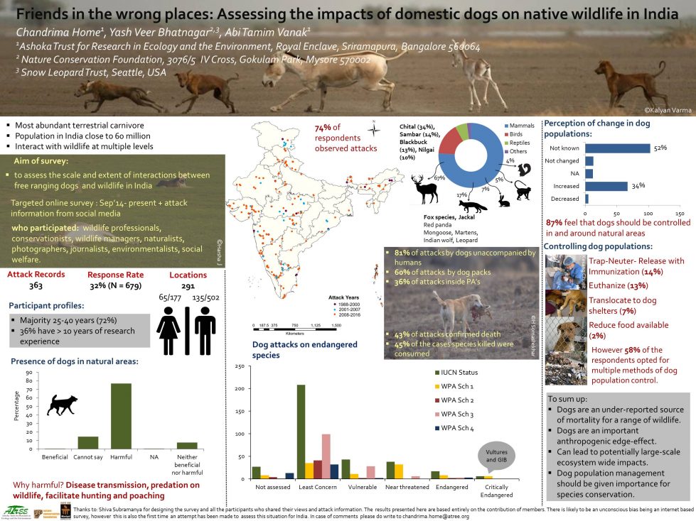 Domestic Dogs In India