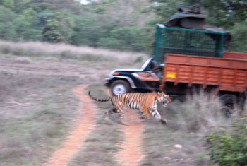 bhadra tiger reserve