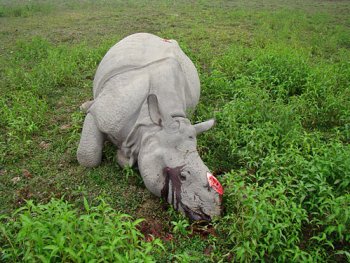 Rhino Killed