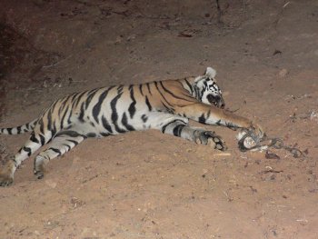 Died Tiger