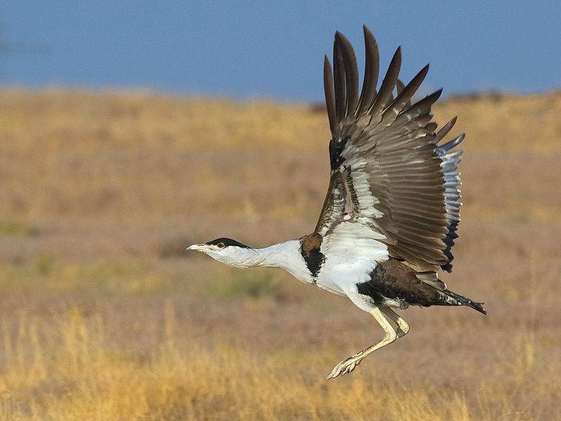  Crane In Hindi Language How Do You Say The Bird Crane In Hindi 2019 