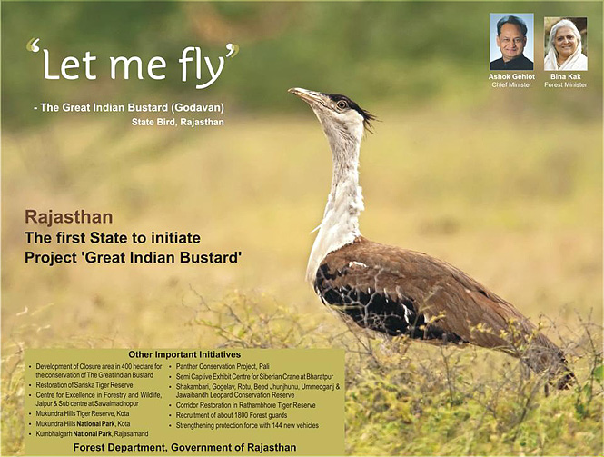 GIB Campaign update — Rajasthan launches 'Project Great Indian Bustard' |  Conservation India