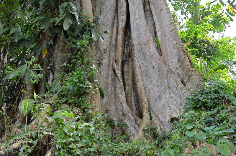 Illegal Tree-felling in Primary Lowland Rainforest at Miao RF, Namdapha ...