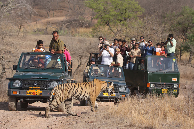 Wildlife Tourism Conservation India