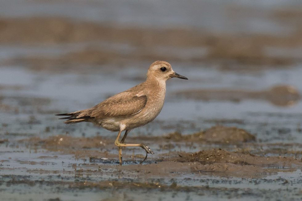 Caspian Plover – A Winter Rarity in India | Conservation India