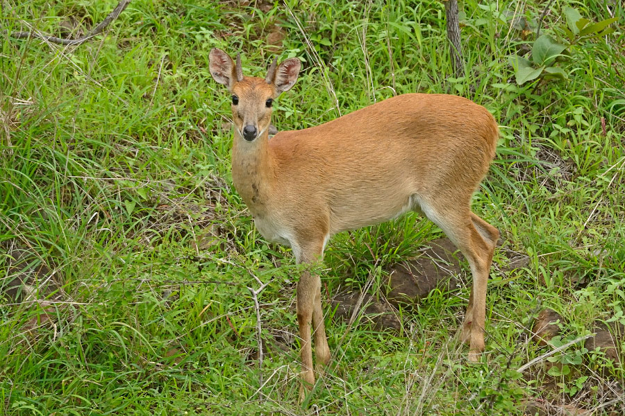 Saswad Grasslands near Pune in Danger | Conservation India