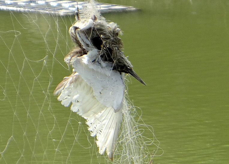 Pond Heron fatally entangled in fishing net