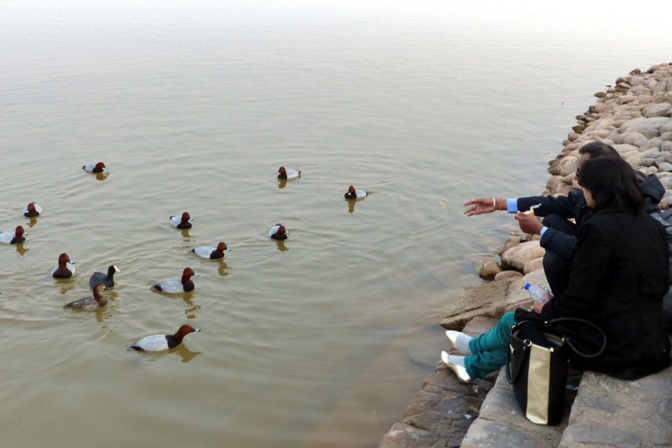 illegal-feeding-of-migratory-birds-at-sukhna-lake-chandigarh