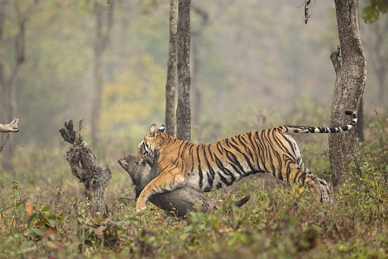 Tigress Making a Wild Pig Kill, Nagarahole | Conservation India