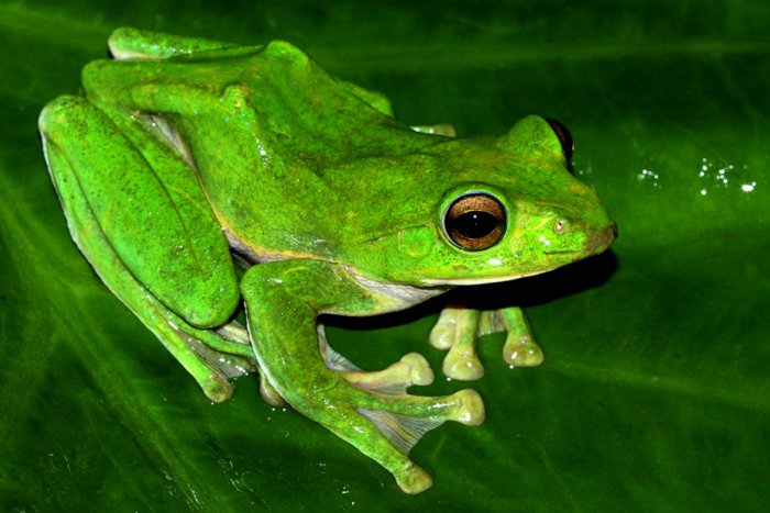 Conservation India » Gliding Frogs of India