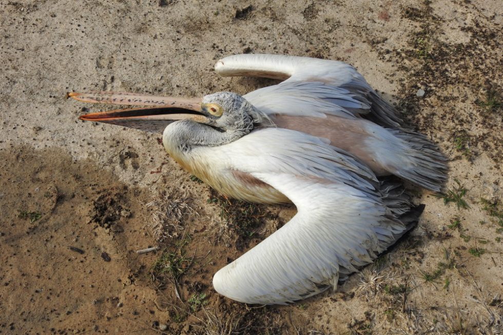 Dead or Dying Wild Birds (via Bird Count India) Conservation India