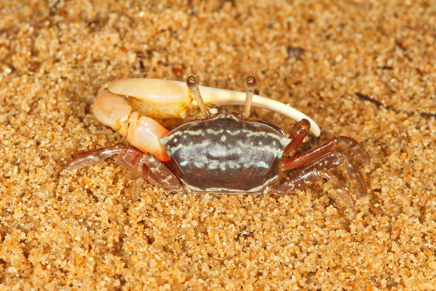 Coastal Crabs of India — Photofeature | Conservation India